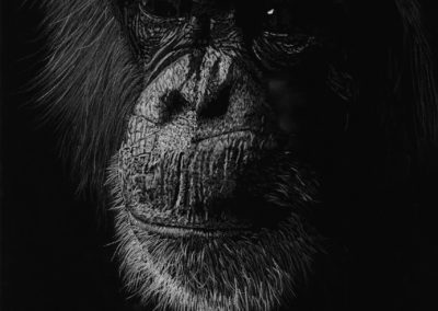 Dessin - Chimpanzee - Pascal Wolff