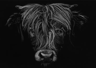 Dessin - Vache - Highland cow - Pascal Wolff