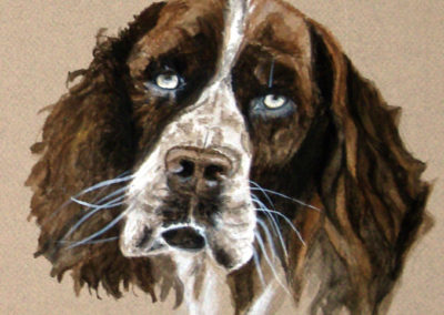 Peinture - Chien - Springer - Tirli Degl Innocenti Antonia