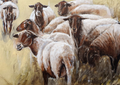 Peinture-moutons de Sologne-Cedat-Artiste-Animalier