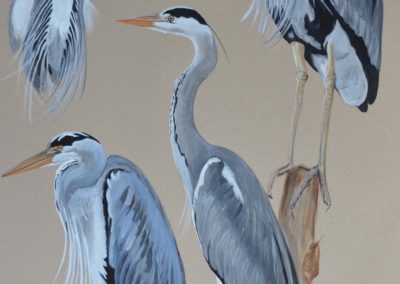 Peinture - Etude de herons - Pascale Catoire