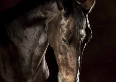 Photographie - Cheval - Contemplation - Nathalie Todd