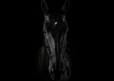 Photographie - Cheval - Darkness - Nathalie Todd