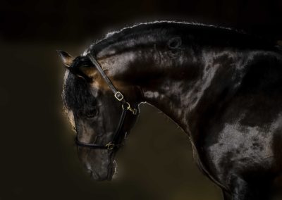 Photographie - Cheval - Peaceful - Nathalie Todd