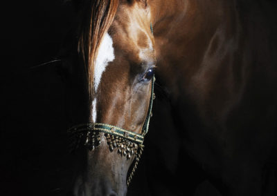 Photographie - Cheval - Refined - Nathalie Todd