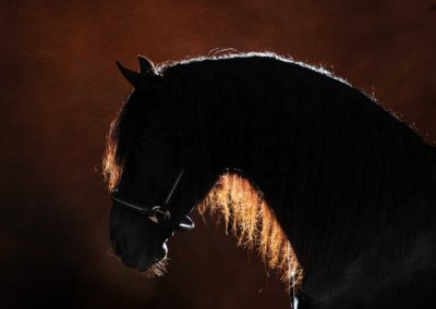 Photographie - Cheval - Shadow Light - Nathalie Todd