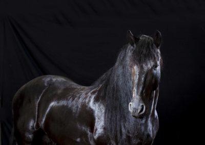 Photographie - Cheval - Star - Nathalie Todd