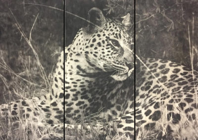 Impression sur bois - Botswana Leopard - Gabriel Beghi