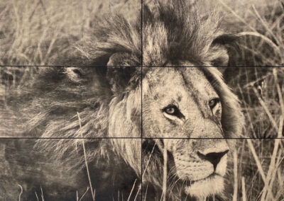 Impression sur bois - Botswana Lion - Gabriel Beghi