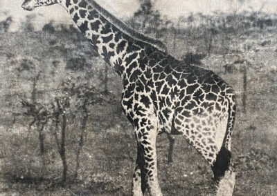 Impression sur bois - Girafe Masai- Gabriel Beghi