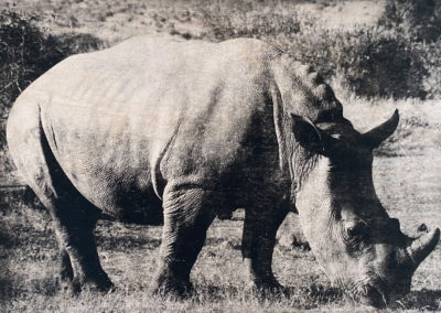 Impression sur bois - Massai Rhino - Gabriel Beghi