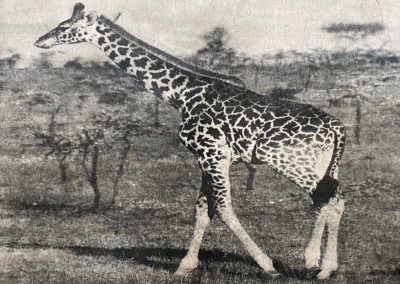 Sculpture-Girafe Masai-Beghi-Artiste-Animalier