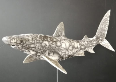 Sculpture - Requin Tigre - Yvelin Laurent